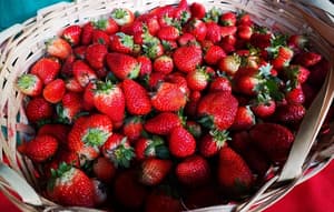 MAG inaugura cámara de frío para frutilleros