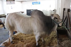 Nelore lidera ranking de faena