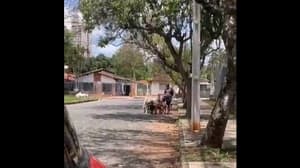 Graban a “paseador” pateando a perro