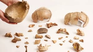 Revelan rituales antiguos de canibalismo funerario en Europa