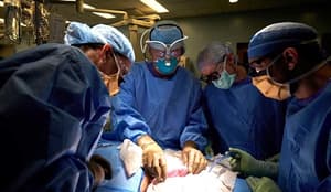 Avance médico: Riñones de cerdo en trasplantes humanos