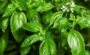 Descubrí cómo la albahaca puede aliviar los dolores articulares de forma natural