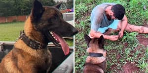 Ciro, el perro “héroe” de Encarnación que cautiva las redes sociales