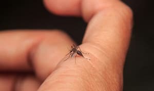 Piden estar en alerta ante síntomas de dengue