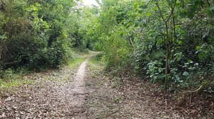 Conociendo a Jakaira: Un paseo por el culto a los árboles en la religión guaraní