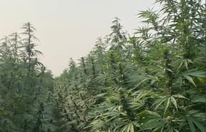 Legalizar el cannabis recreativo podría generar USD 5.000 millones en impuestos