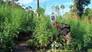 Allanan y destruyen plantaciones de marihuana en Tavaí
