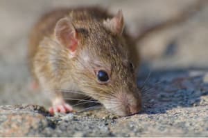 Fallecimiento por hantavirus en Bariloche: 24 personas en aislamiento