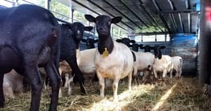 Ovinocultores impulsan carne ovina en menú escolar