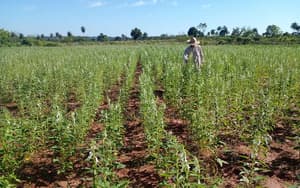 Más del 90% del sésamo paraguayo va a exportación
