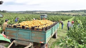 Gremios exigen eliminar Afidi y reformar sistema de importación