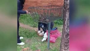 Detienen a hombre por matar a un gato en Fernando