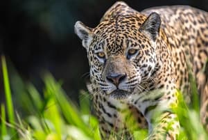Día del Jaguareté: WWF celebra avances y activa conservación