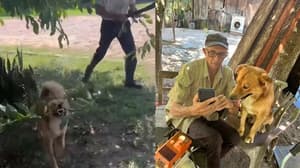Tom, el perro que ayuda a podar árboles