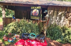 Senad elimina producción de cannabis de alta potencia
