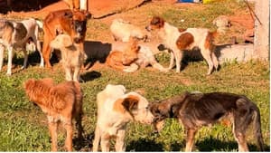 Rescatan perros de vivienda insalubre en Ypané