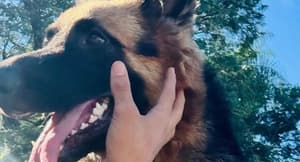 Buscan a “Matrix”, perro de apoyo emocional de una niña con autismo