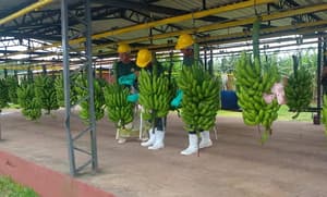 Dólar bajo golpea a bananeros: piden intervención del BCP