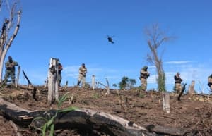Reforestarán áreas afectadas por marihuana