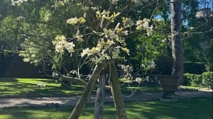 El tajy florece en los jardines del Vaticano
