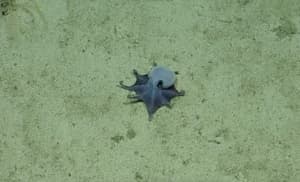 Pulpo azul de Galápagos: descubren nueva especie