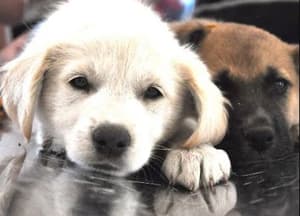 Maltrato animal: habilitan plataforma para denuncias con fotos y videos