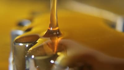 Aceite de cannabis sería producido a fin de año en Paraguay