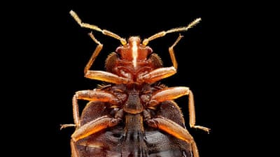 Ciudadano enfurecido “ataca” a las autoridades con chinches