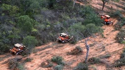 Recolectan firmas para salvar a bosques de Paraguay