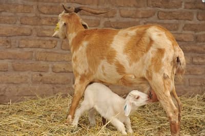 Pareja entabla millonaria demanda por contraer brucelosis