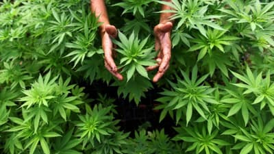 El dolor une a familias que buscan que el uso medicinal del cannabis sea legal