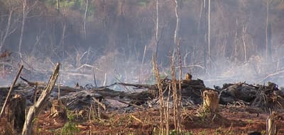 "Deforestación aumenta descontroladamente", denuncian