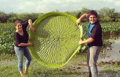 Propiedades curativas del “Yakare Yrupẽ” son mentiras, según bióloga
