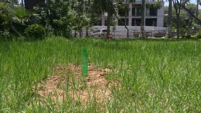 Abandonados, entierran bebé en Plaza