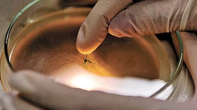 Emiten alerta por fiebre del Nilo Occidental
