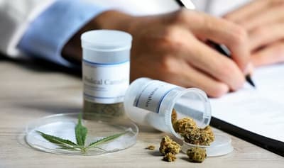 Cannabis legal en Paraguay: 10 datos para entender lo que proyecta el Gobierno