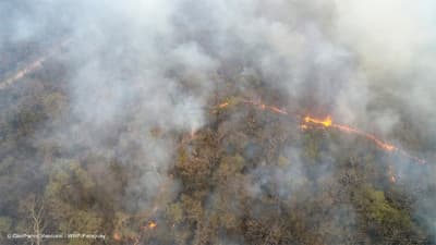 Incendio consumió más de 300 mil hectáreas en el Chaco, según Infona
