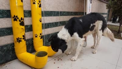 Jóvenes emprendedores venden tortas para asistir a perros sin hogar