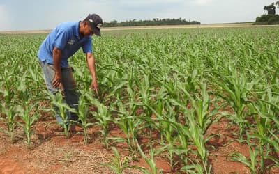 Paraguay crecerá 4% en 2020, vaticina el FMI