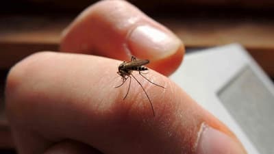 Salud pide extremar los cuidados ante epidemias de verano