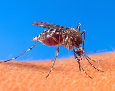 Dengue serotipo 3: Salud Pública alerta sobre posible ingreso al país