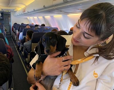 Aerolínea anuncia que permitirán viajes de mascotas