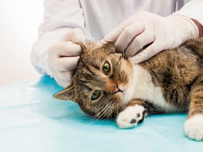 Reino Unido confirma primer caso de Covid-19 en un gato