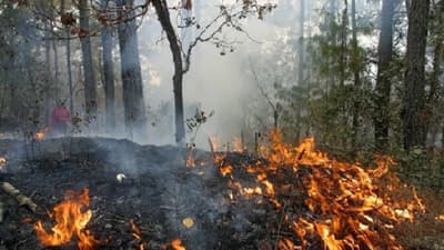 Combate de incendios no competen al MADES, afirma Oviedo