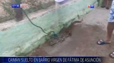 Hallan y rescatan a yacaré en barrio de Asunción