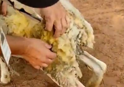 Defensa Animal abre sumario a Granja Don Papalo