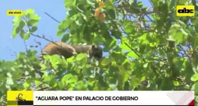 Rescatan a mapache en Palacio de López