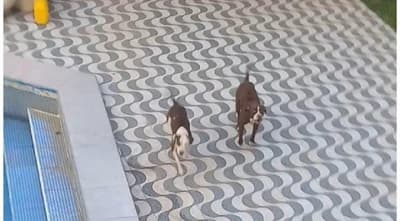 “Fue una masacre”, asegura dueña de pitbulls tras ataque