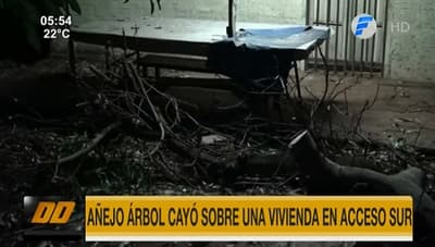 Añejo árbol cae sobre vivienda de un abuelo en Fernando de la Mora