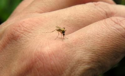 Aumentan casos de dengue: 159 reportes en una semana